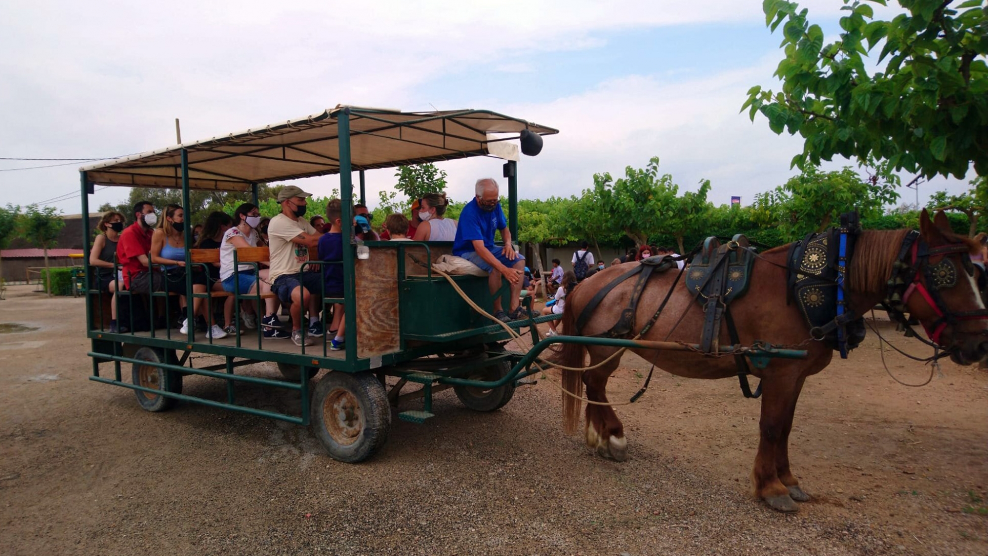 Caballo Programa Alimentación Saludable