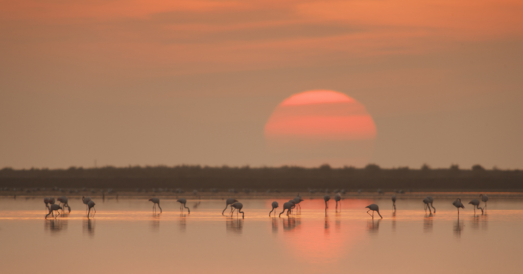 3 areas in Ebro Delta that you can not miss