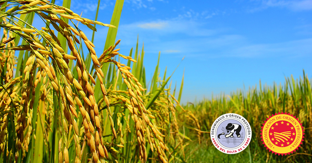 La importancia de ser un arroz EXTRA con DOP Delta del Ebro