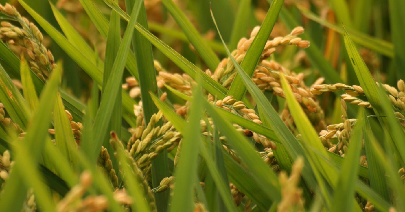 El arroz bomba del Delta, una joya de la gastronomía