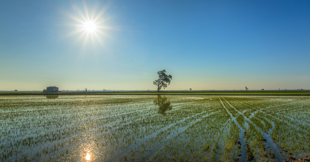 El ciclo del arroz en el mes de mayo