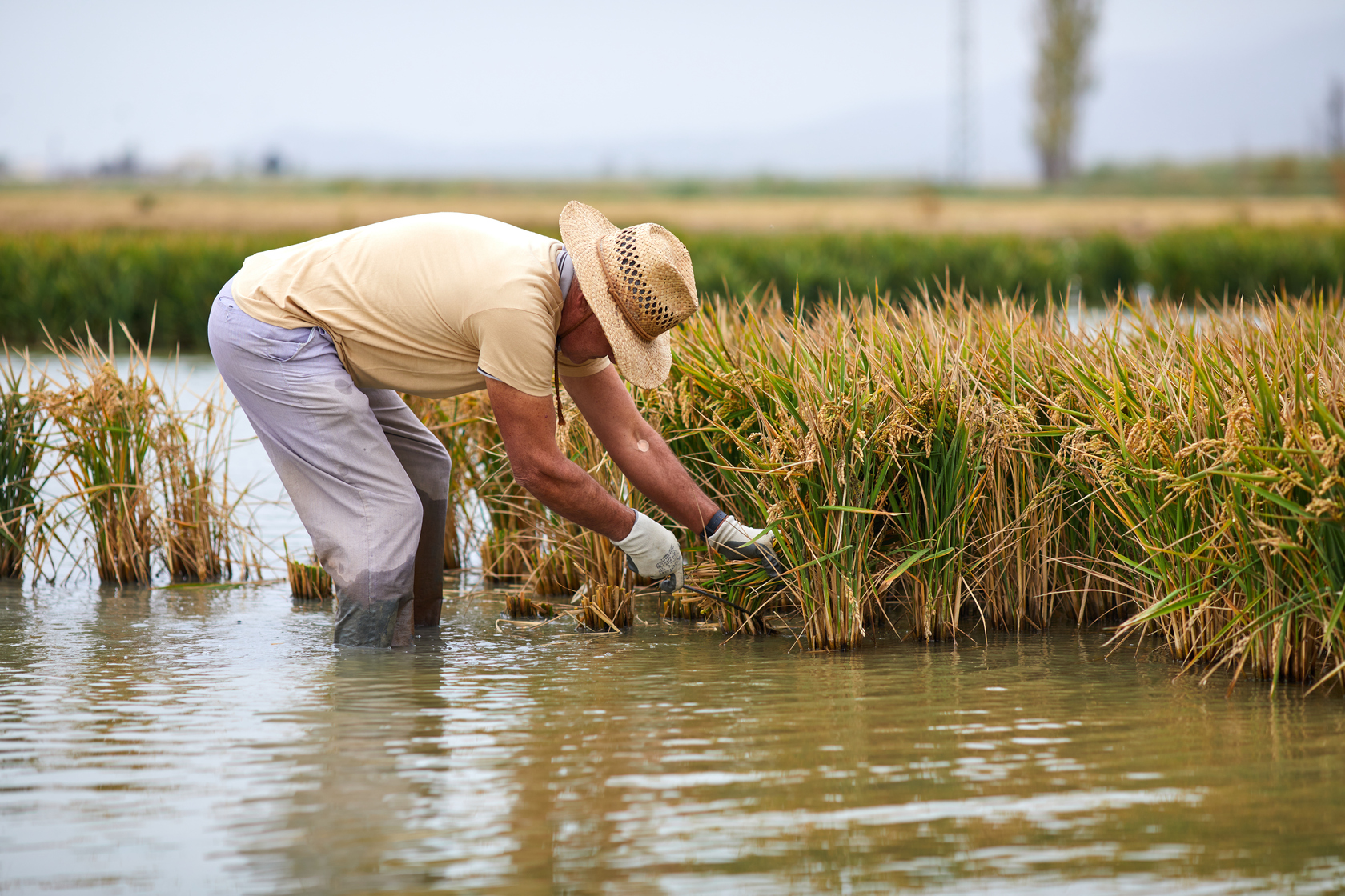 Las tradicionales fiestas del Arroz en el Delta del Ebro