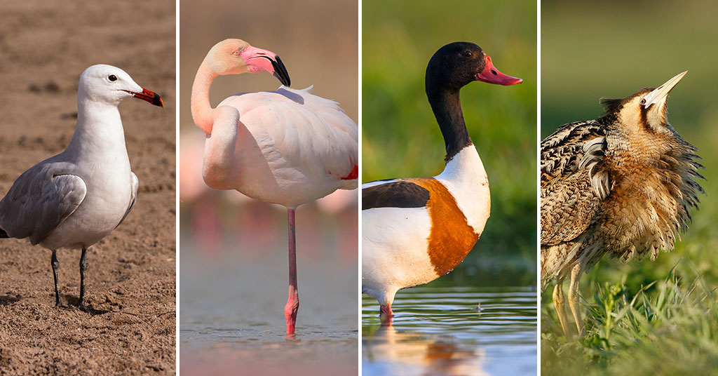 Monti te enseña cuáles son las principales aves del Delta