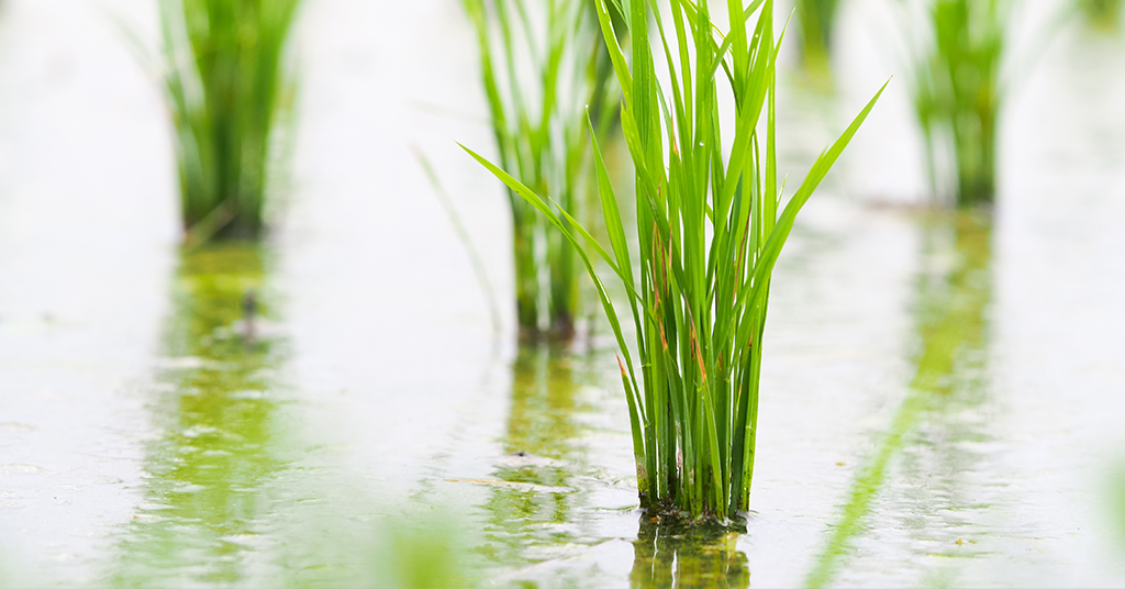 The rice festival is begining,the Plantada has arrived