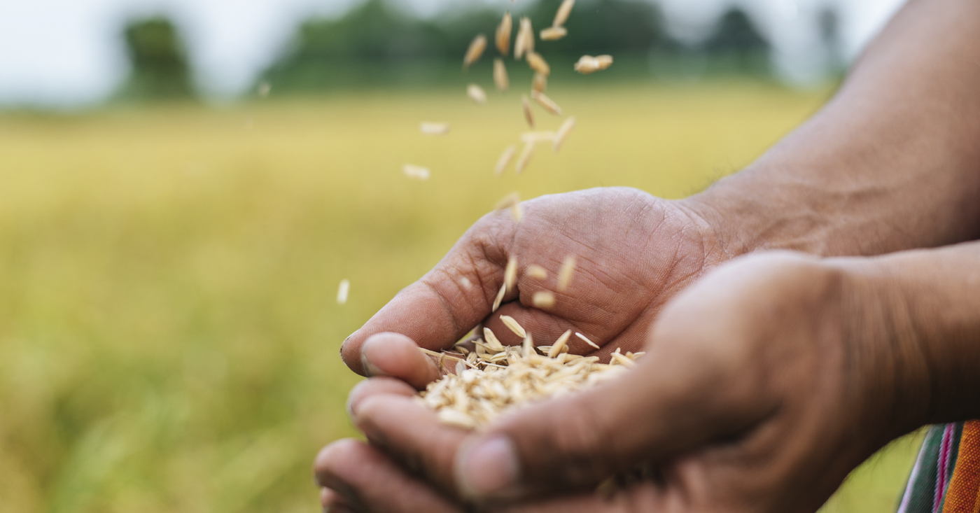 Usos prácticos del arroz en el hogar