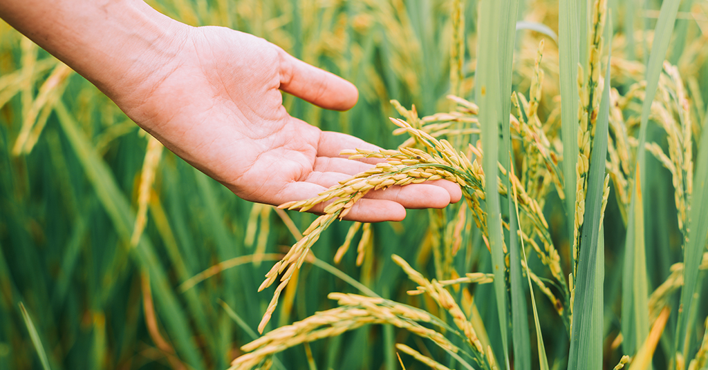 We are committed to sustainability in the production of your rice