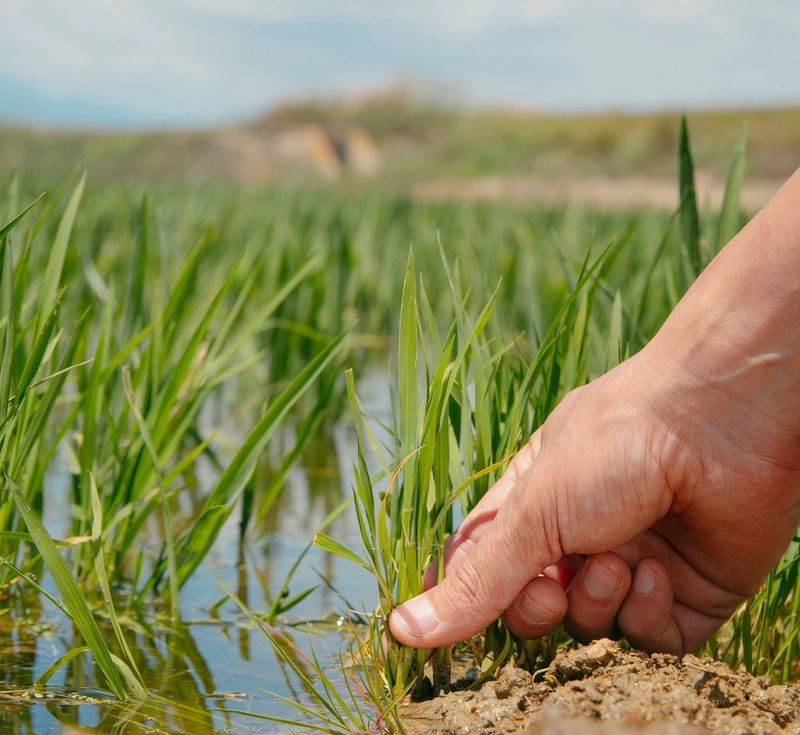Arroz Montsià Extra